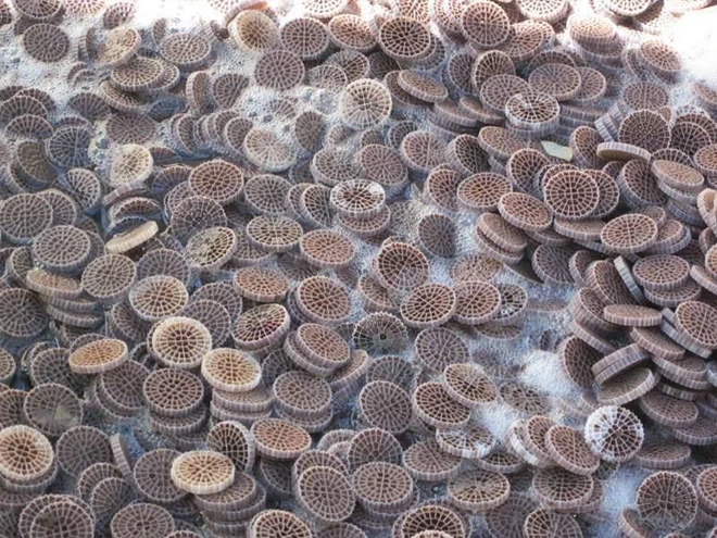 Mídias plásticas tipo colmeia em reator biológico para otimização da remoção de matéria orgânica.